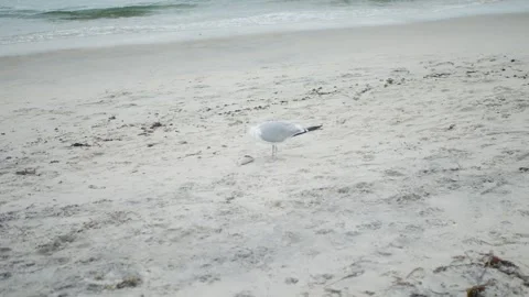 A seagull pecks at a fish on a sandy beach... Stock Footage 317702925
