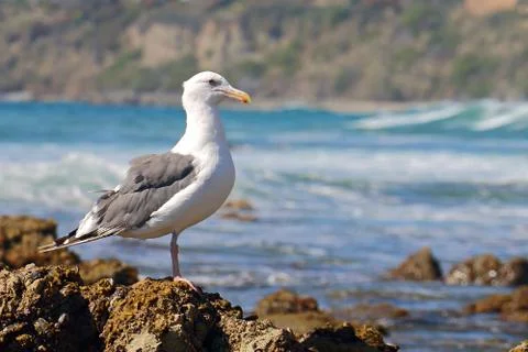 Seagull Perched on Barnacles Stock Photos