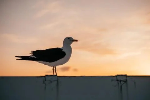 Seagull perched on a boat rail with dramatic sunset Stock Photos