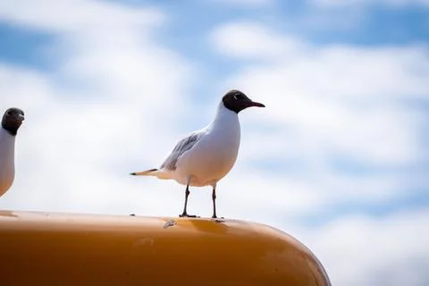 Seagull perched on a bright yellow object on a sunny day with a blue sky backdro Foto stock