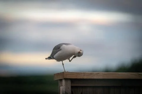 Seagull perched on a bright yellow object on a sunny day with a blue sky backdro Stock Photos