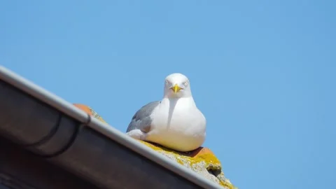 A seagull perched on a building rooftop, with red tiles and a chimney again.. Stock Footage 293086941