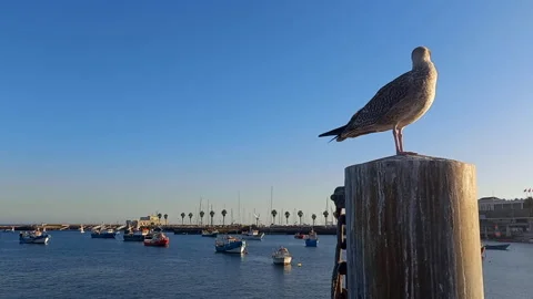 A seagull perched on a cement mast with the background of the pier and Stock Footage 221294060