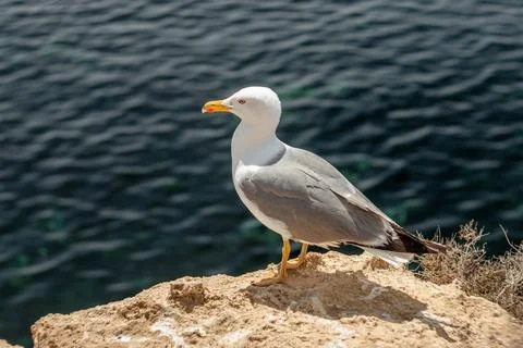 Seagull Perched on Cliff Edge Stock Photos