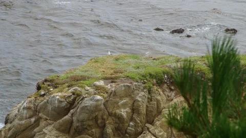 Seagull perched on a cliff Vidéo 281871966