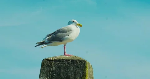 Seagull perched on concrete pillar with large blue copy space Stock Footage 332218483