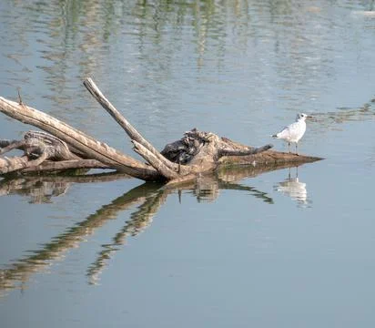Seagull perched on a dead, dry tree trunk with many branches on a lake with t Stock Photos