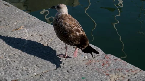 Seagull perched on the dock, observing the waters surface, showcasing the Video stock 317810510