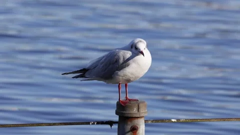 Seagull Perched on a Dock Post Stock Footage 283446308