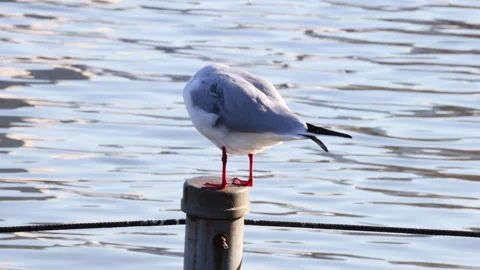 Seagull Perched on a Dock Post Stock Footage 283702344