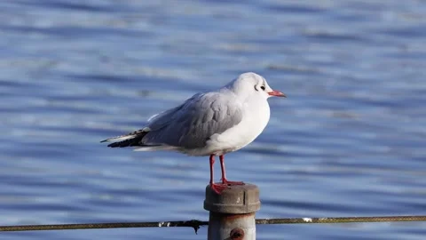 Seagull Perched on a Dock Post Stock Footage 287563584