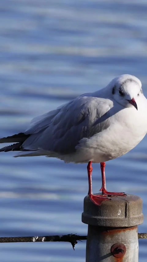 Seagull Perched on a Dock Post Stock Footage 305444391