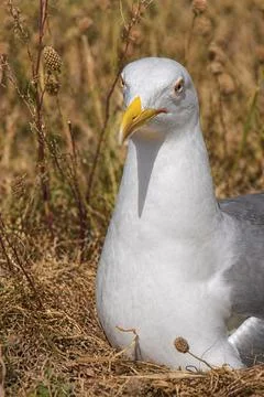 Seagull perched in dry grass, close-up 스톡 사진