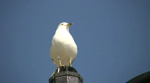 Seagull is perched on fence post, looking around (High Definition) Video stock 360542