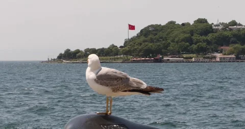 Seagull perched on ferry railing with Turkish flag and city shoreline behind. Stock-Footage 320026847