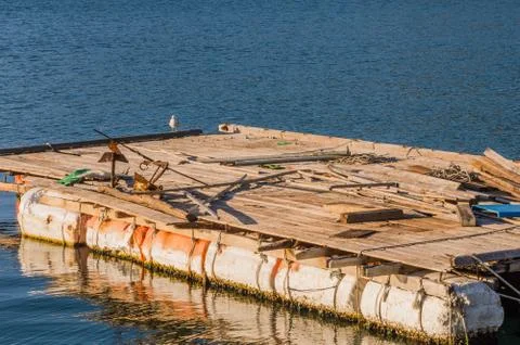 Seagull perched on floating pier Stock Photos