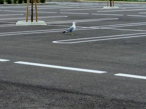 Seagull perched on the floor of a completely empty parking lot Stock Photos