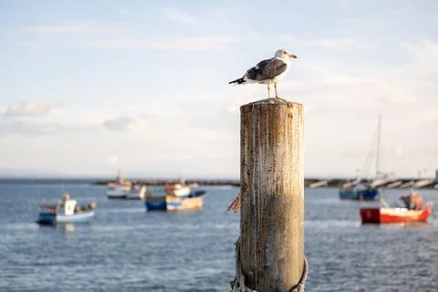 Seagull perched on harbor post above fishing harbor Foto stock