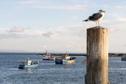 Seagull perched on harbor post with fishing fleet background Foto stock