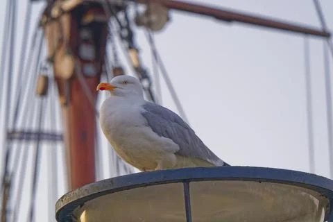 Seagull perched on a lamp post with a blurred ship mast background at dusk Stock Photos