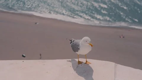 Seagull Perched on Ledge Overlooking Beach in Estepona Spain Stock Footage 346022278