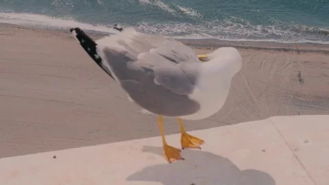 Seagull Perched on Ledge Overlooking Beach in Estepona Spain Stock Footage 346022370
