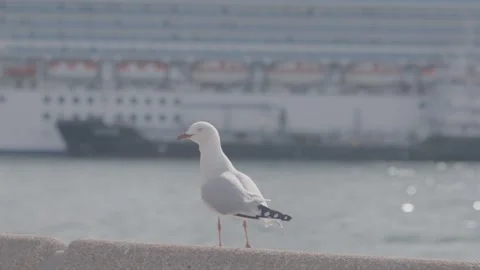 Seagull Perched on Ledge by Sydney Waterfront With Cruise Ship in Background Stock Footage 345805512