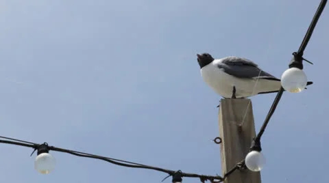 Seagull perched on light pole, handheld A Video stock 24754914
