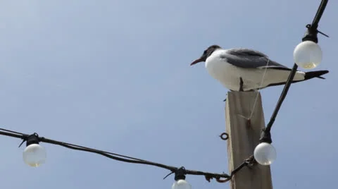 Seagull perched on light pole, handheld B Stock Footage 24754917