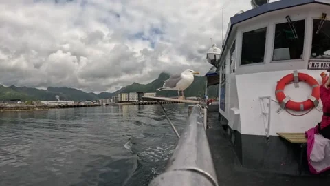 Seagull perched on moving boat deck railing in Svolvaer harbour Lofoten Vidéo 344047303