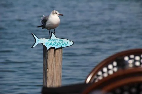 Seagull perched at ocean diner Stock Photos