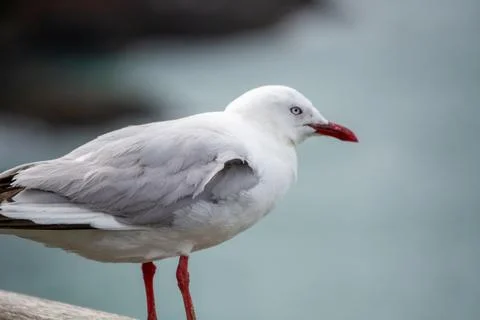 Seagull Perched by the Ocean Stock Photos