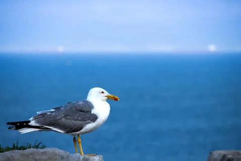 Seagull Perched by the Ocean Stock Photos