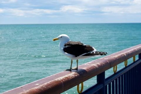 Seagull Perched Overlooking the Ocean Stock Photos
