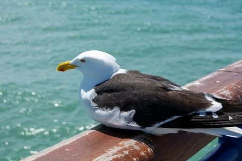 Seagull Perched Overlooking the Ocean Stock Photos