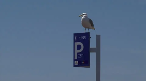 Seagull perched on pay and display parking sign against a blue sky Stock Footage 25640723