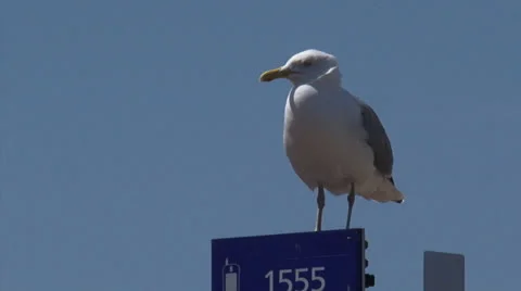 Seagull perched on pay and display parking sign - close up Stock Footage 25640893