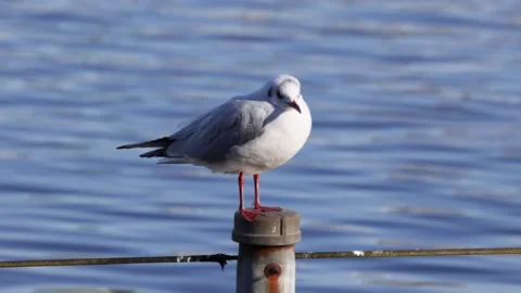 Seagull Perched on a Pier Post Stock Footage 284195045
