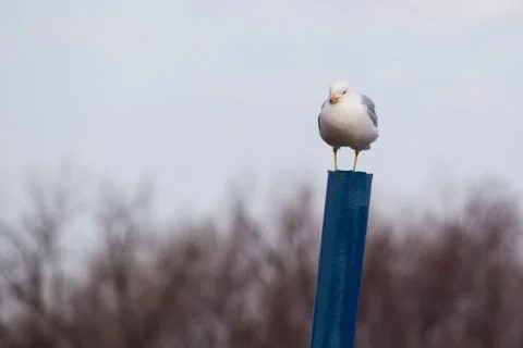 Seagull perched on a pillar Stock Photos