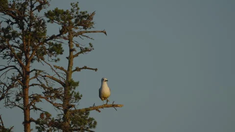 Seagull Perched on Pine Branch with Blue Copy Space Stock Footage 337570706