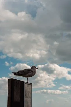 Seagull perched on post against cloudy sky Stock Photos