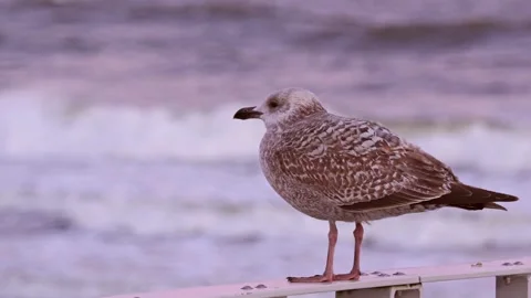 Seagull Perched on Rail Overlooking the Ocean Waves at Dusk 库存影片 297676769