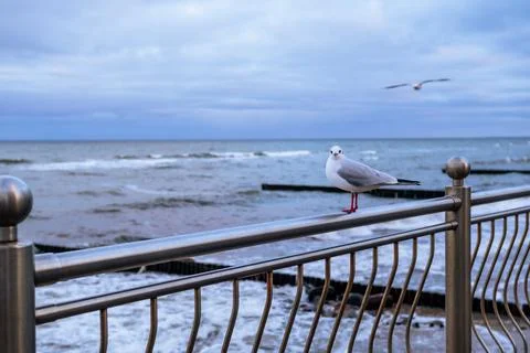 Seagull Perched on Railing by the Ocean During a Cloudy Day Near the Shore Stock Photos