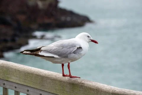 Seagull Perched on Railing by the Ocean Stock Photos