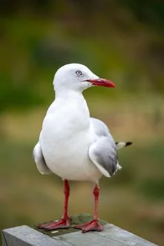Seagull Perched on a Railing Stock Photos
