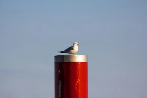 Seagull Perched on Red Column Stock Photos