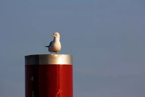 Seagull Perched on Red Column Foto stock