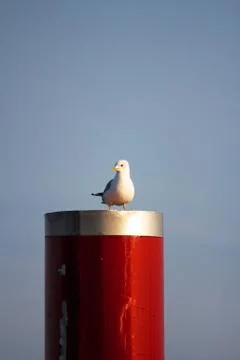 Seagull Perched on Red Column Stock Photos