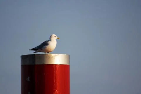 Seagull Perched on Red Column Foto stock