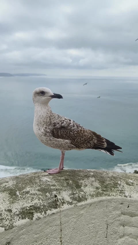 Seagull perched on a rock Stock Footage 269126688